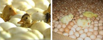 &ldquo;��ʽ����&rdquo;�l(f��)����|늵�ů�\�ÈD